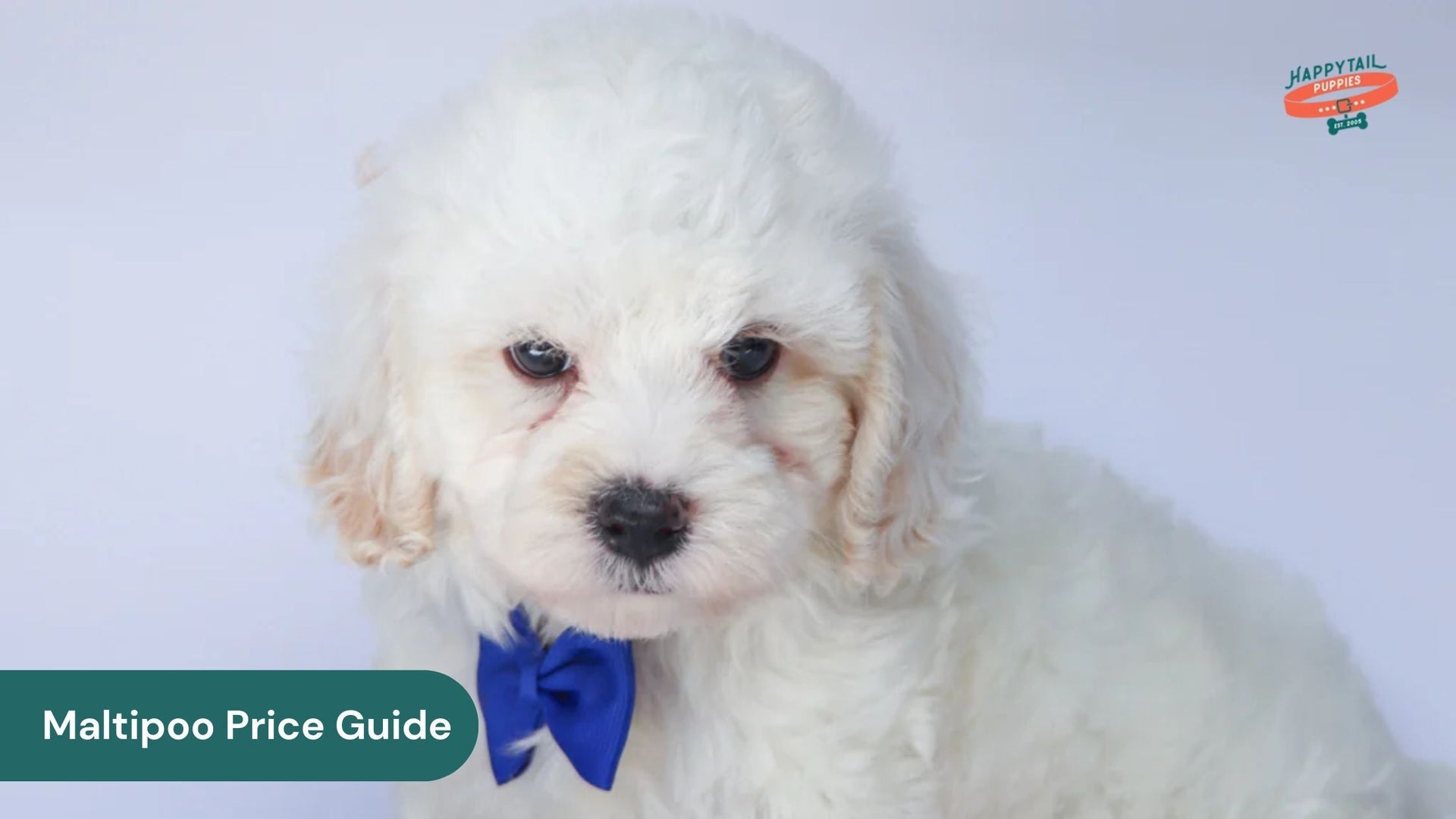 Understanding Maltipoo Price: What You Need to Know Before You Buy
