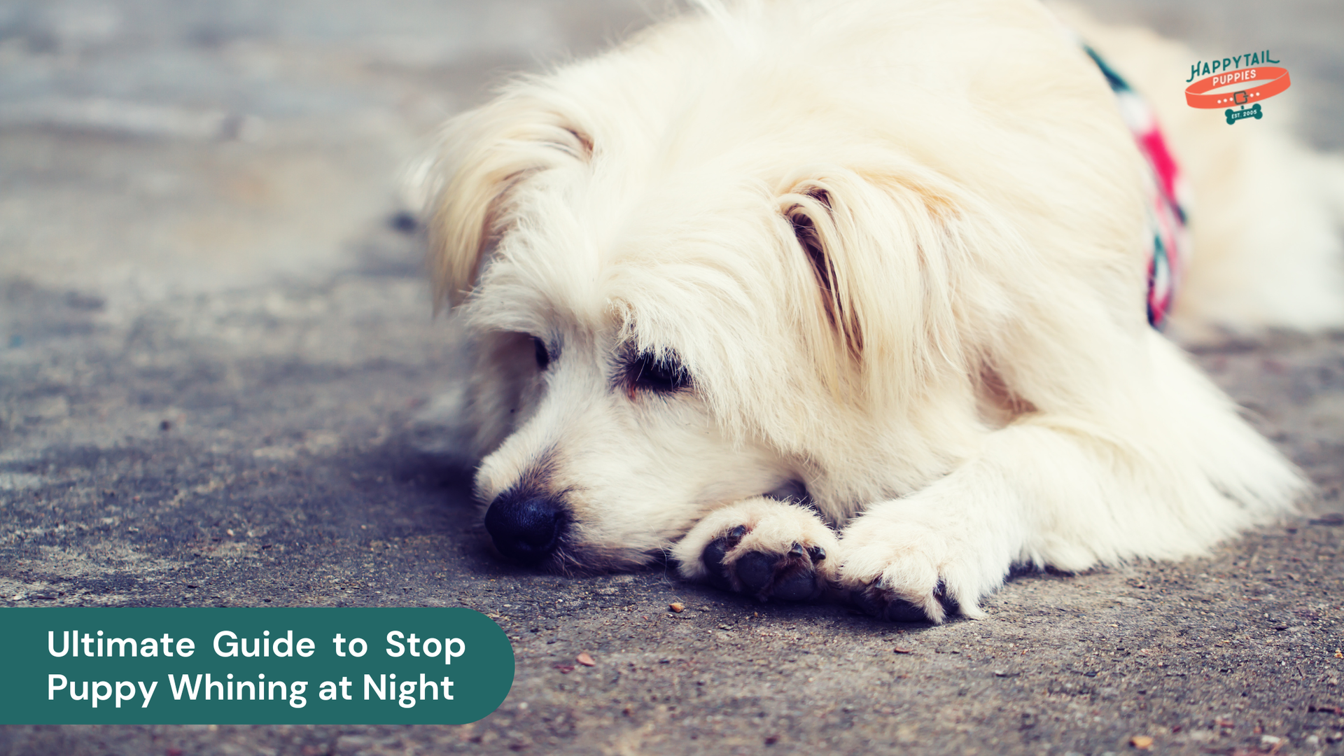 Ultimate Guide to Stop Puppy Whining at Night