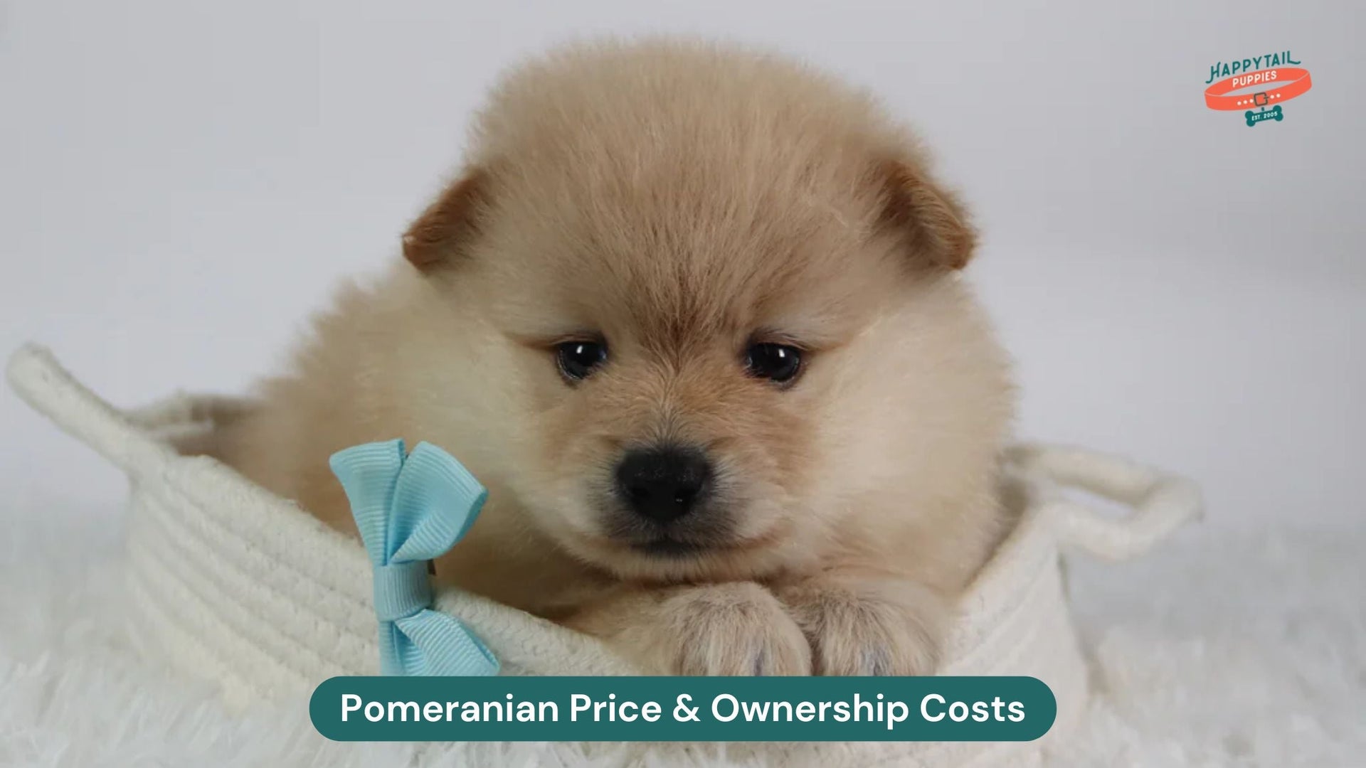 Decoding the Pomeranian Dog Price and Lifetime Ownership Costs