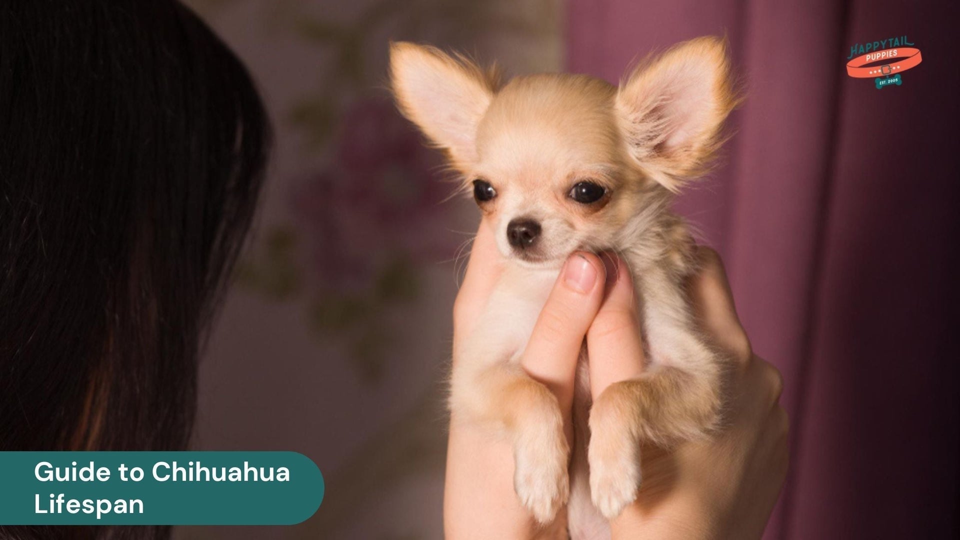 The Complete Guide to Chihuahua Lifespan