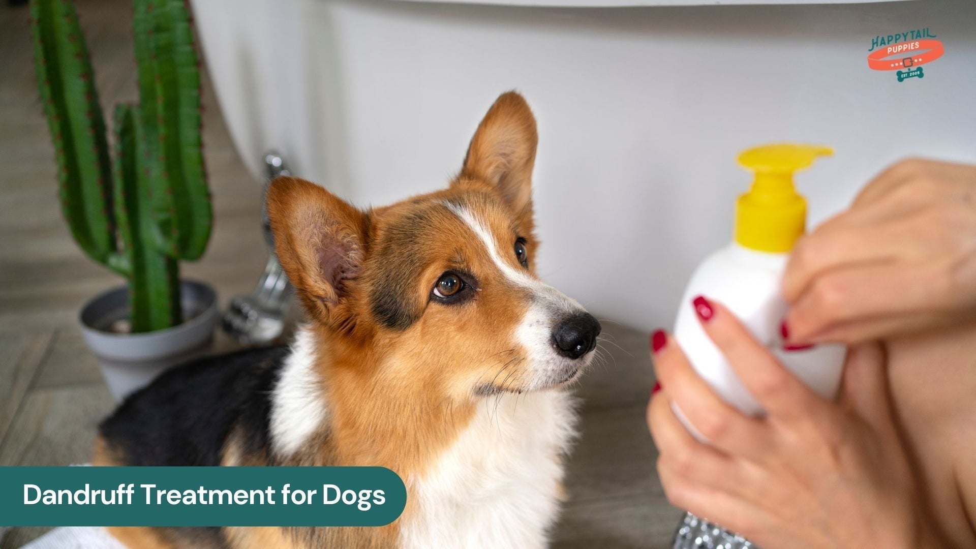 Dandruff Treatment for Dogs: What Works and What Doesn’t