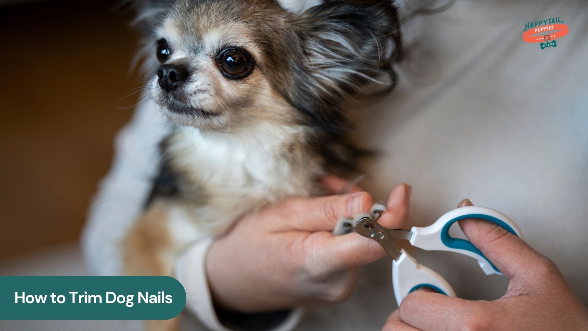 A Step-by-Step Guide on How to Trim Dog Nails for a Happy Pup