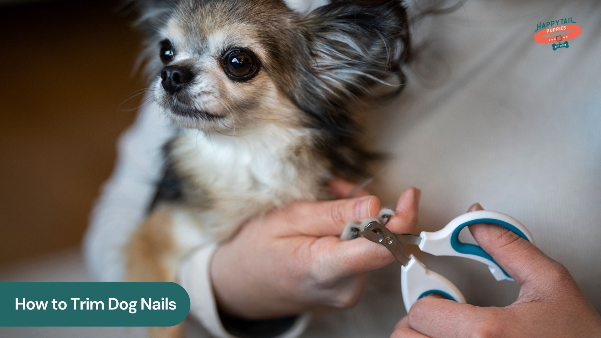 A Step-by-Step Guide on How to Trim Dog Nails for a Happy Pup