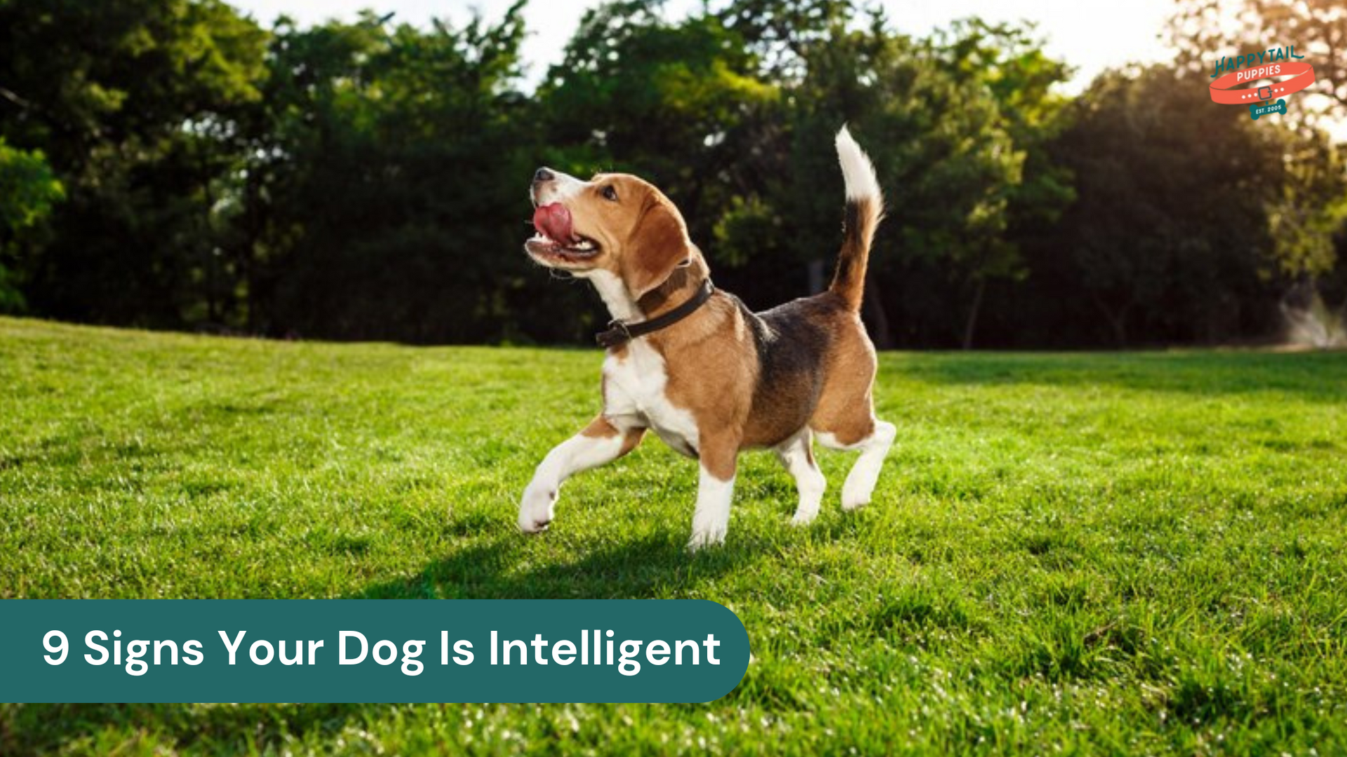 Is Your Dog Smart? 9 Signs of Dog Intelligence