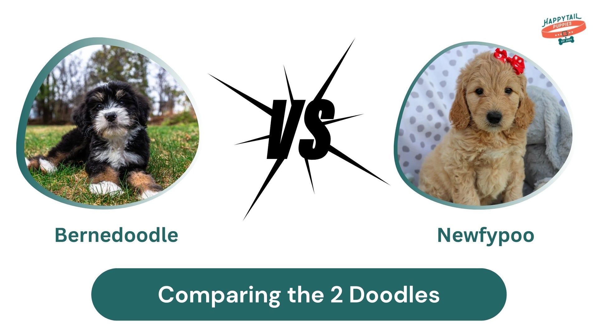 bernedoodle vs newfypoo