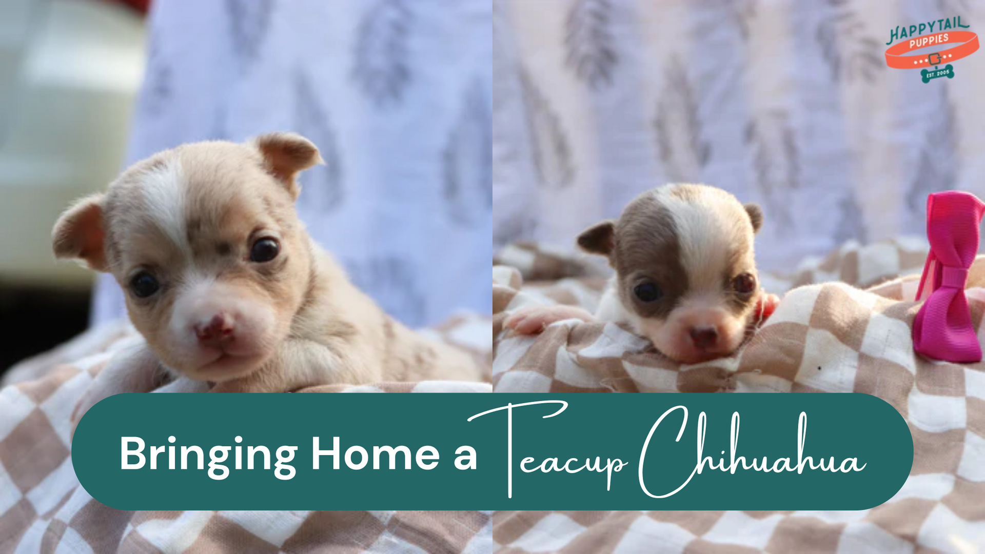 Bringing Home a Teacup Chihuahua