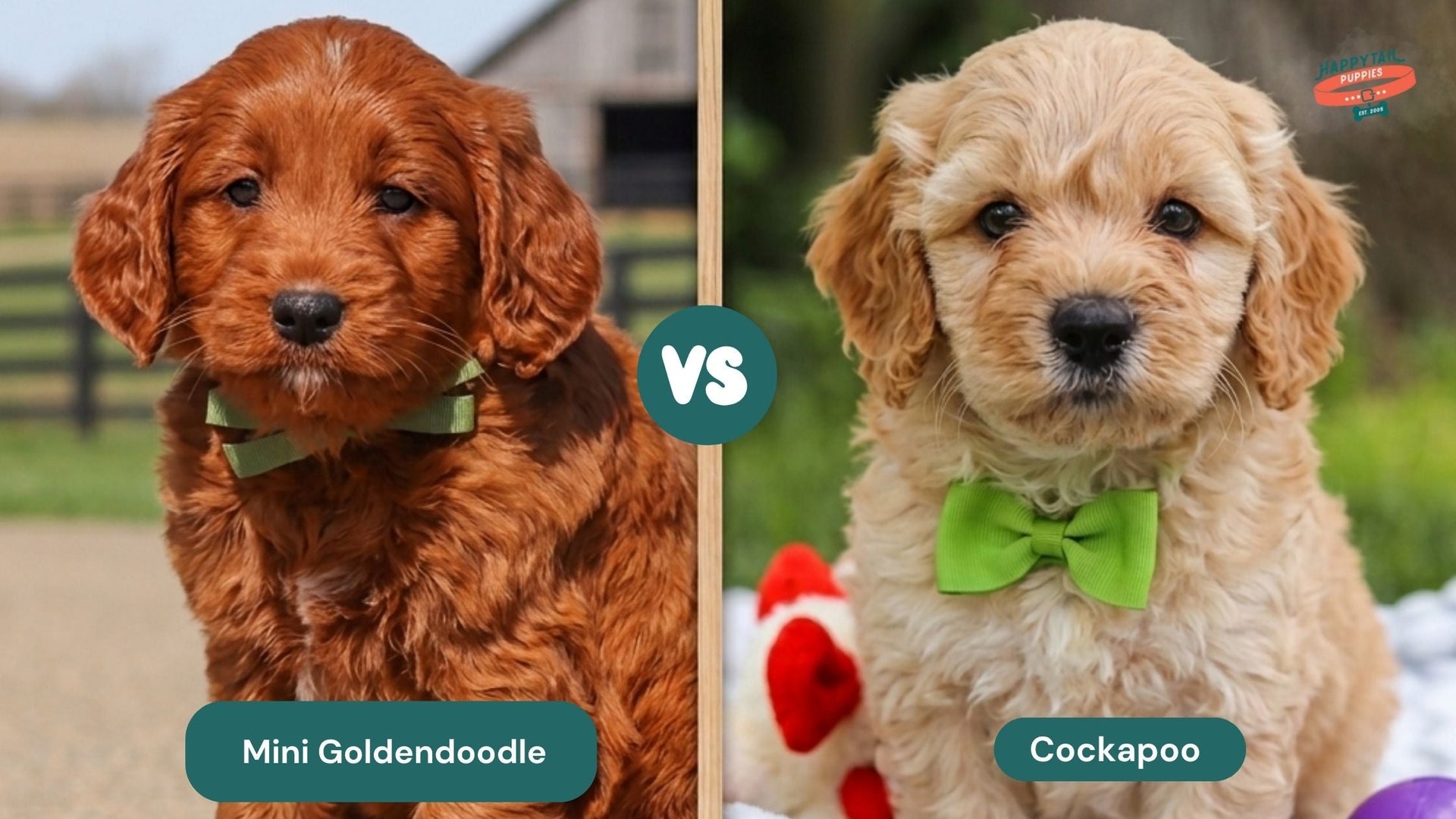 Cockapoo vs Mini Goldendoodle: The Ultimate Guide to Choosing Your Perfect Doodle