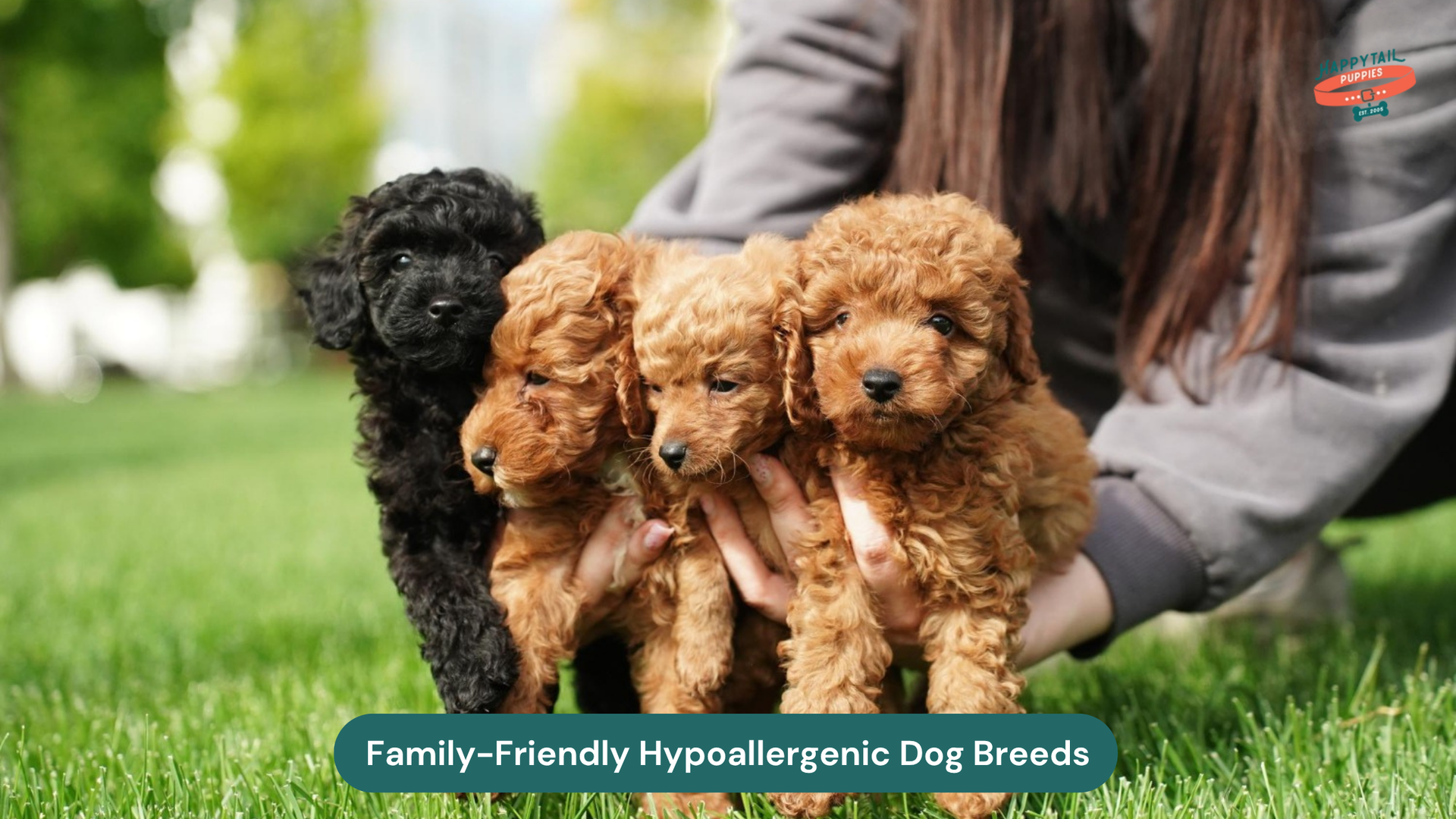 10 Family-Friendly Hypoallergenic Dog Breeds to Know