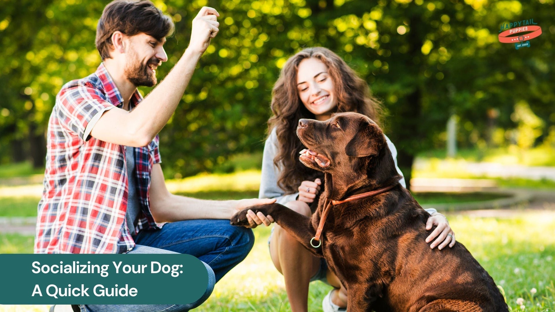 How To Socialize Your Dog: Becoming A Responsible Pupper Of Society