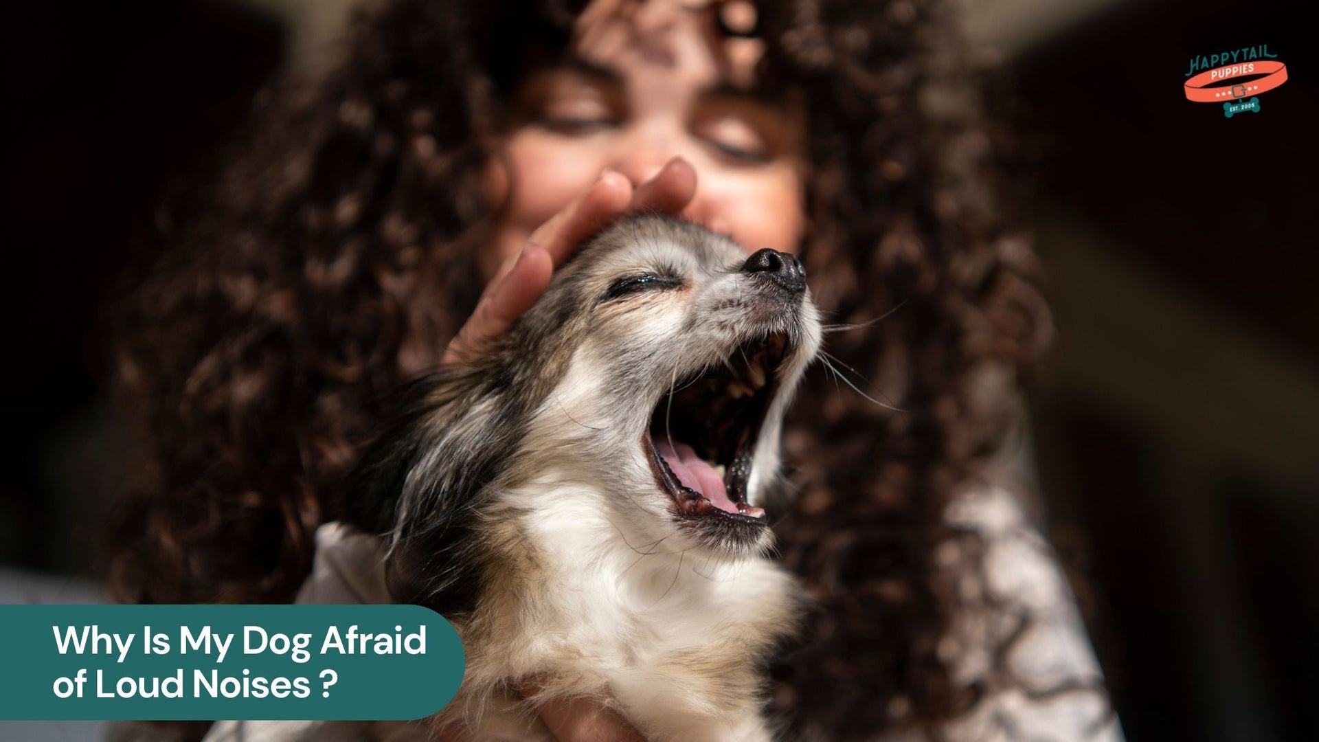 Why Is My Dog Afraid of Loud Noises