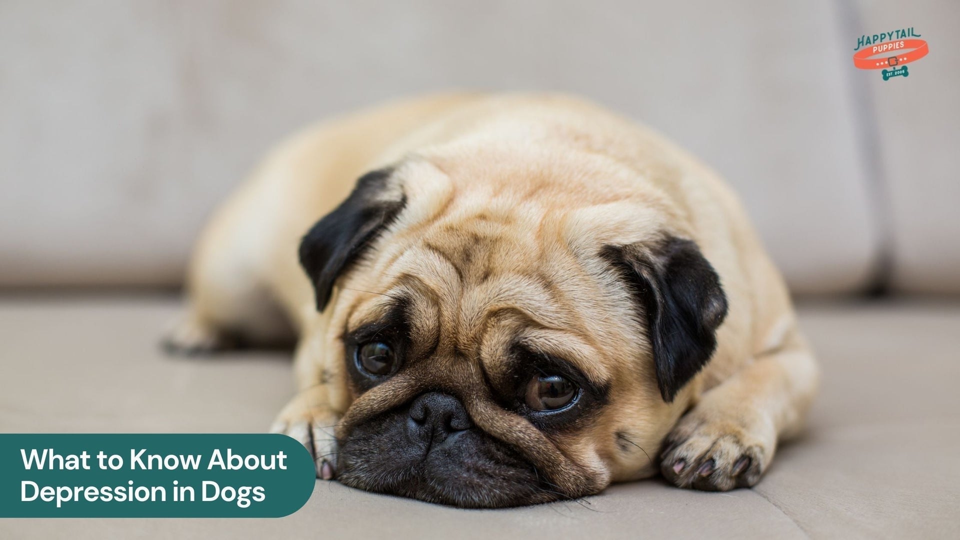 What to Know About Depression in Dogs