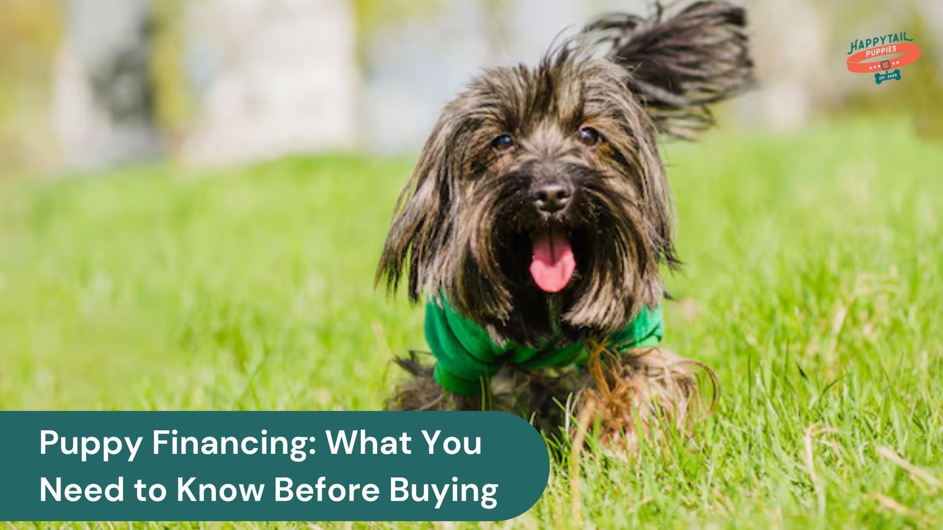 Puppy Financing Explained: Everything You Need to Know Before You Buy