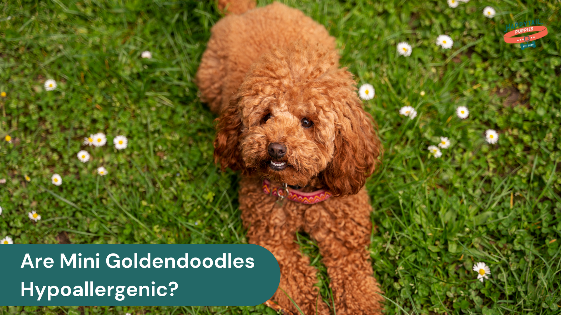Are Mini Goldendoodles Hypoallergenic?