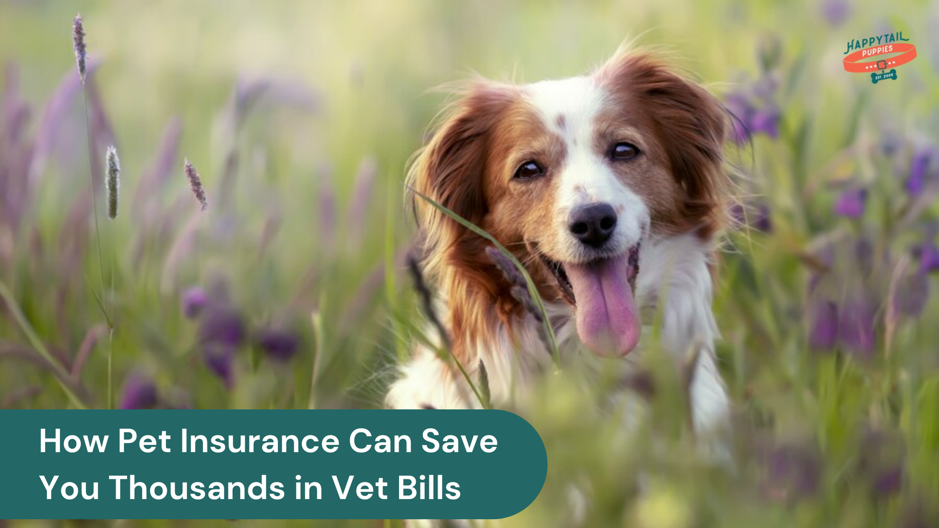 How Pet Insurance Can Save You Thousands in Vet Bills