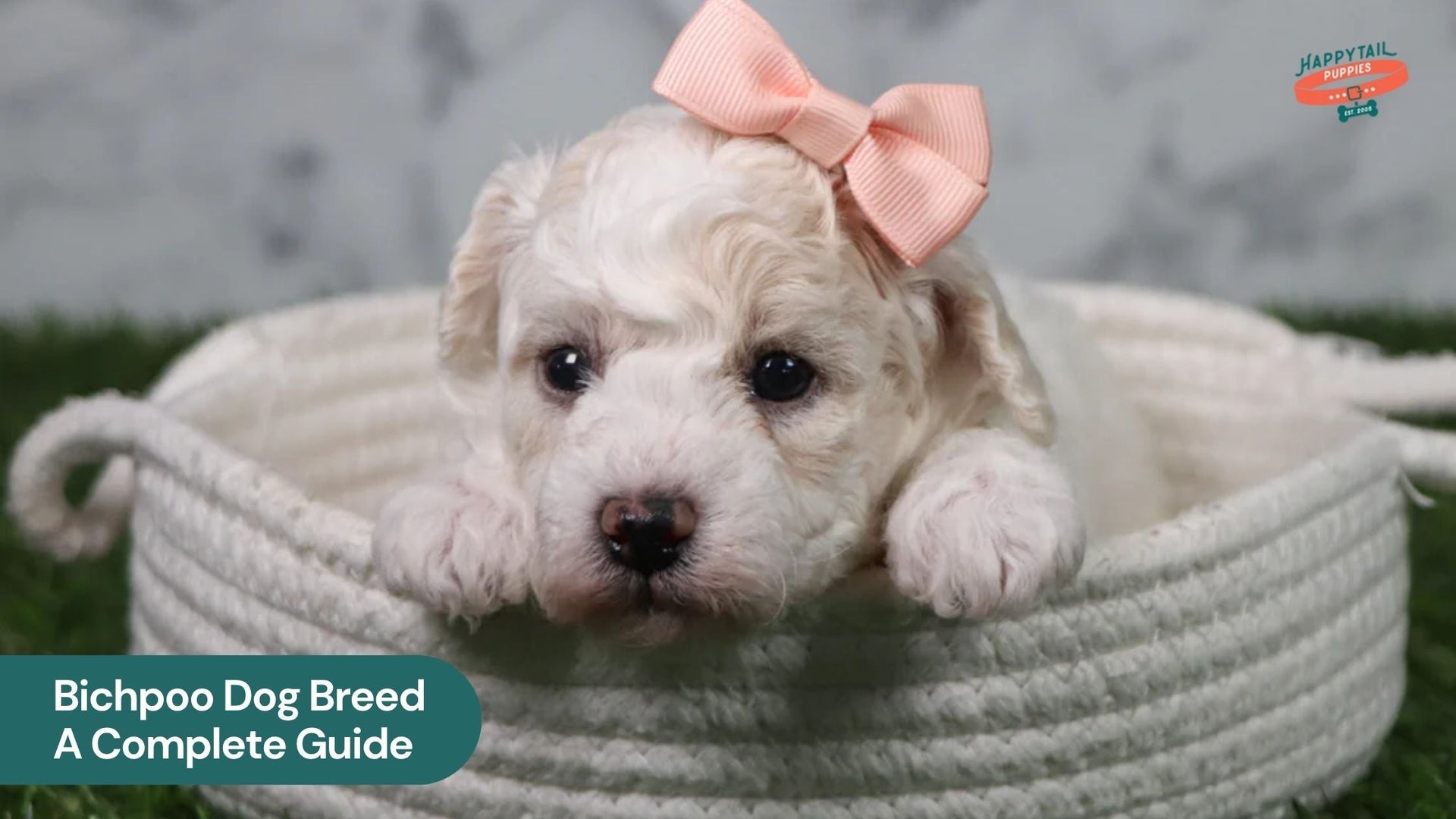 Bichpoo Dog Breed - A Complete Guide