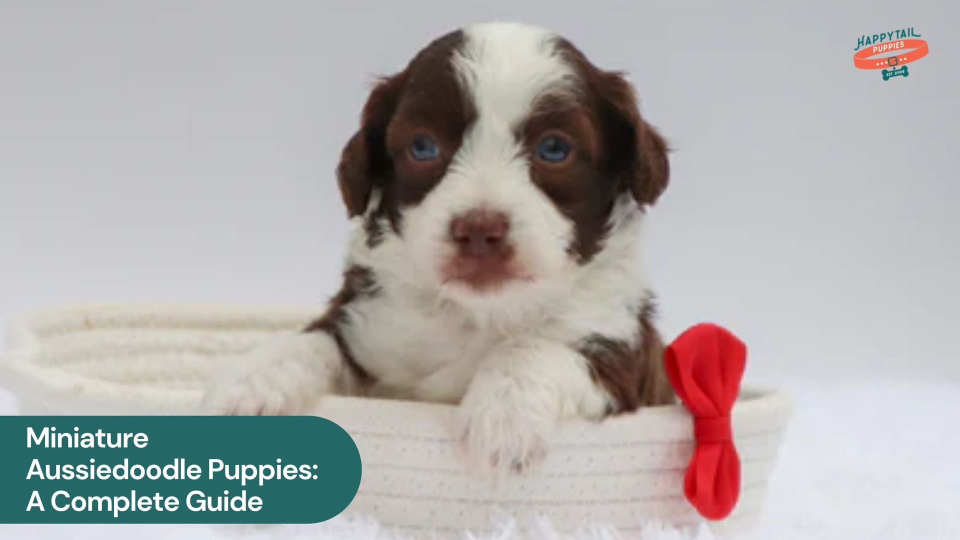 Miniature Aussiedoodle Puppies: Your Complete Guide to These Adorable Fluffballs!