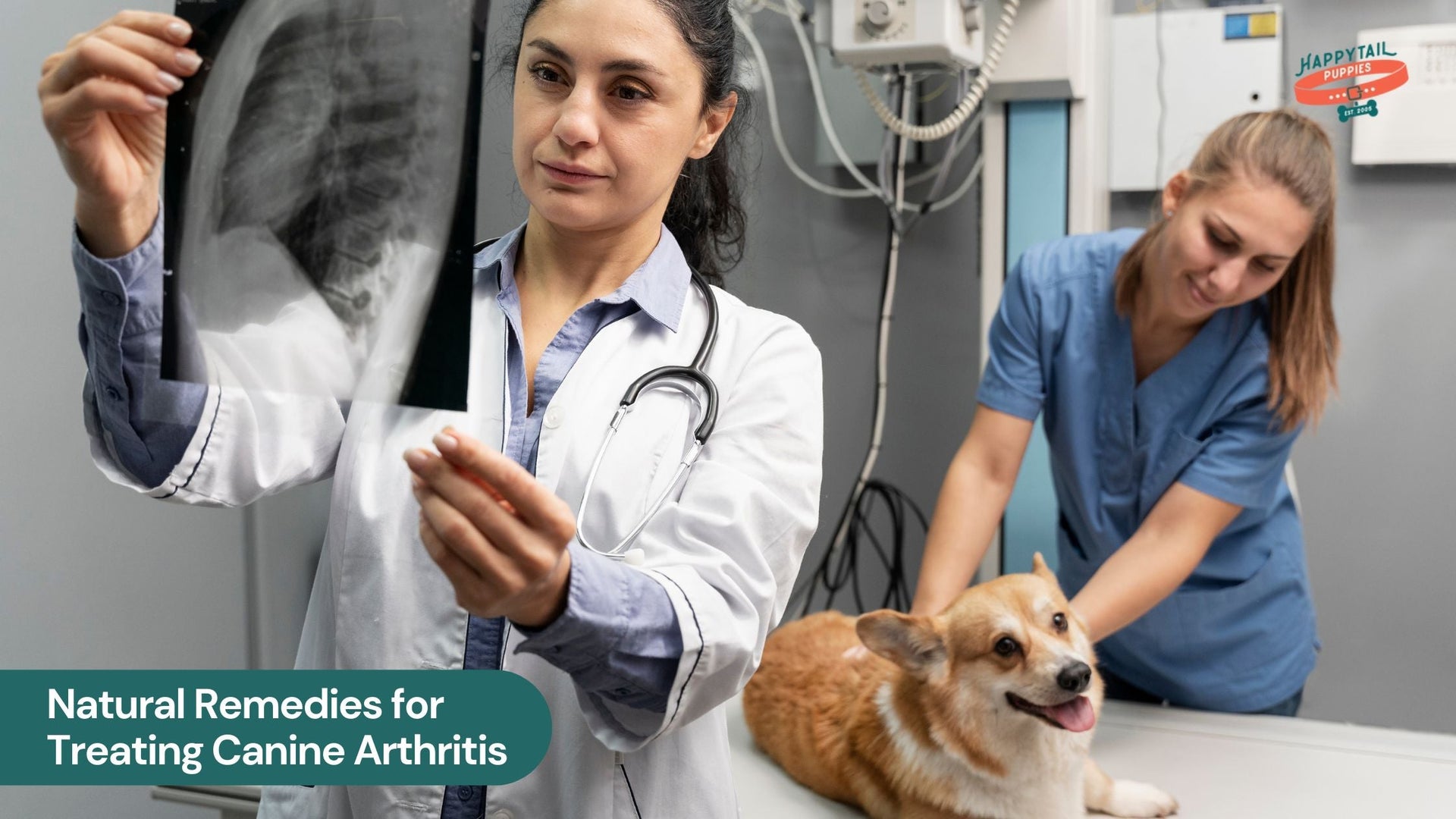 Natural Remedies for Treating Canine Arthritis: What Actually Works