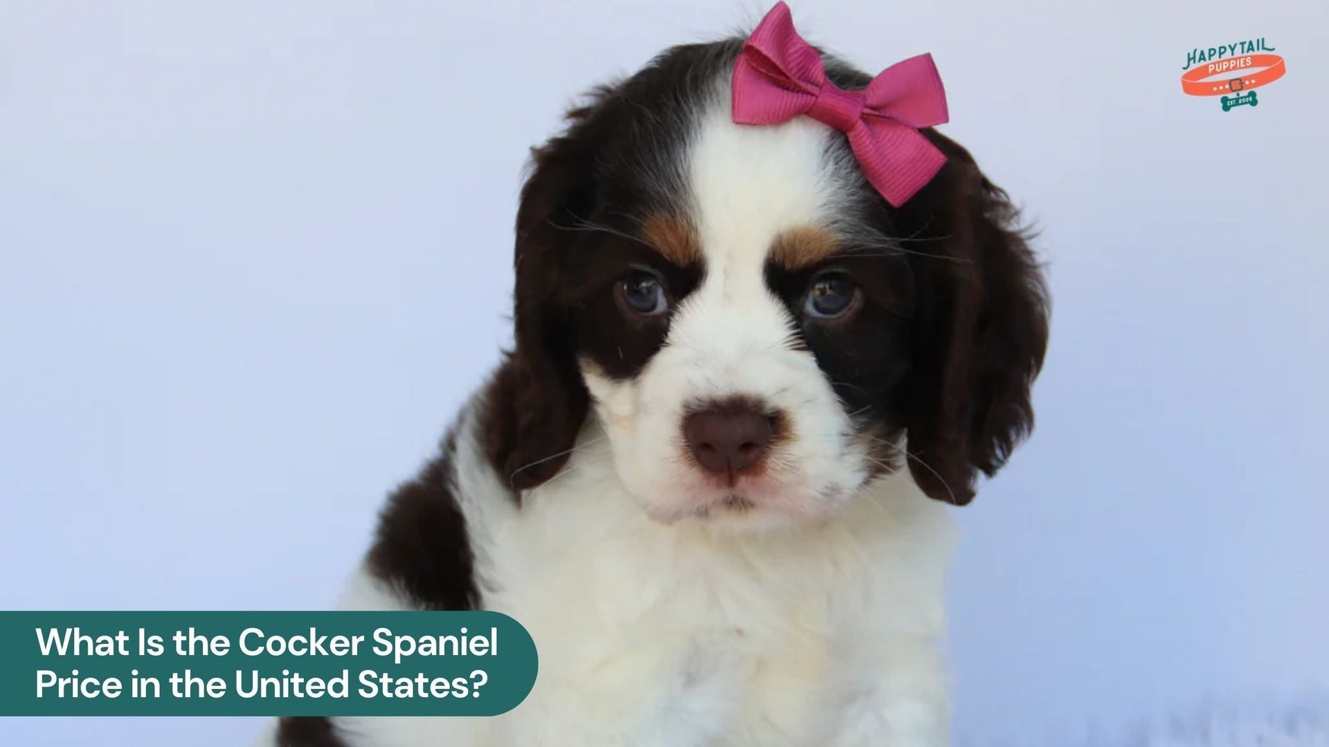Cocker Spaniel Price : How Much Do They Cost in United States?