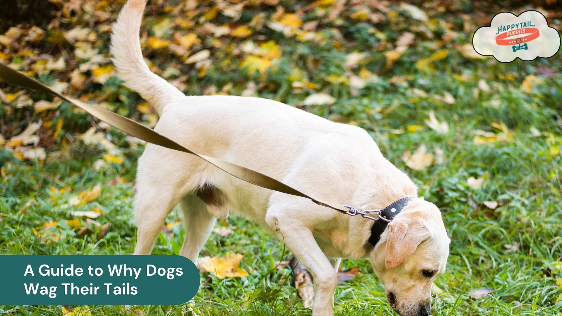 A Guide to Why Dogs Wag Their Tails