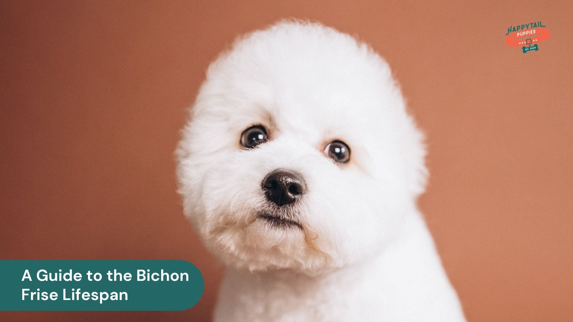 A Guide to the Bichon Frise Lifespan and How to Maximize It