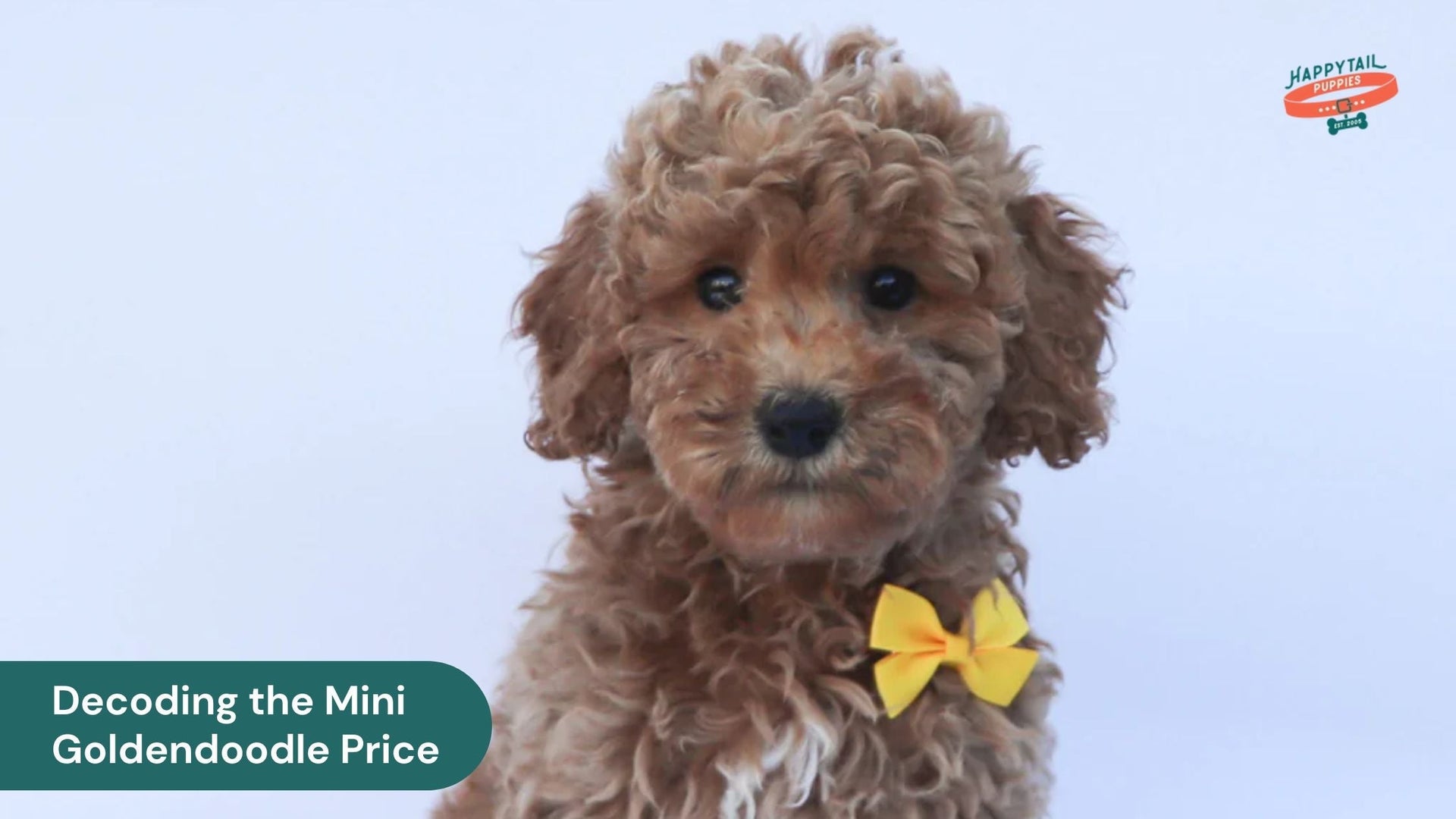 Decoding the Mini Goldendoodle Price: What You're Really Paying For