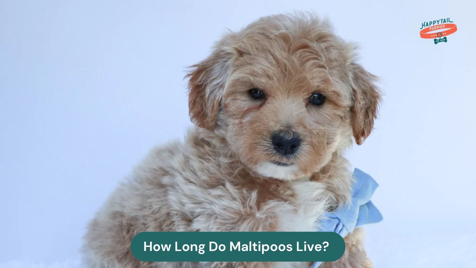 How Long Do Maltipoos Live? A Lifespan Guide with Expert Care Tips