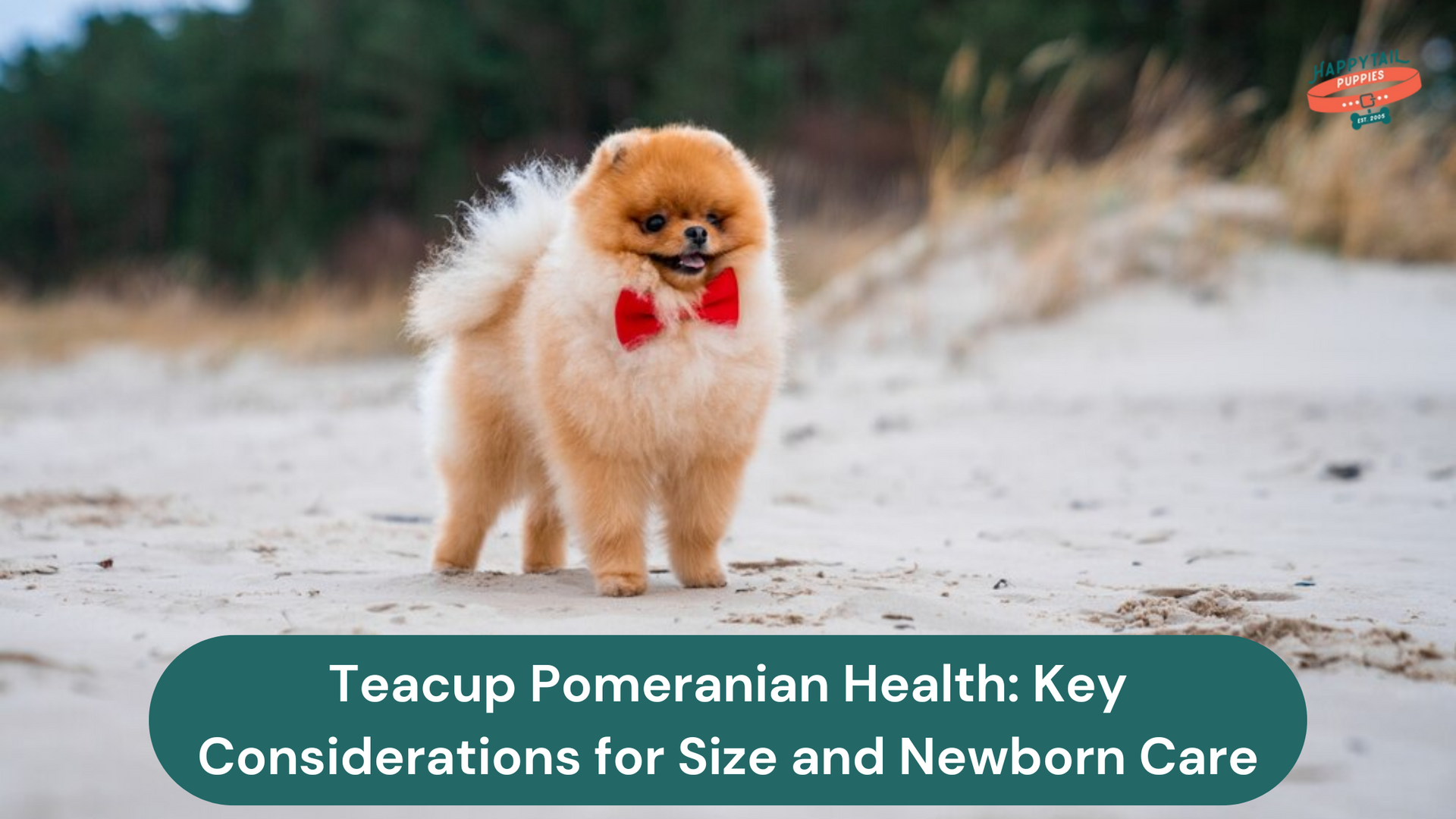 Teacup Pomeranian Health: Key Considerations for Their Fragile Size and Newborn Care