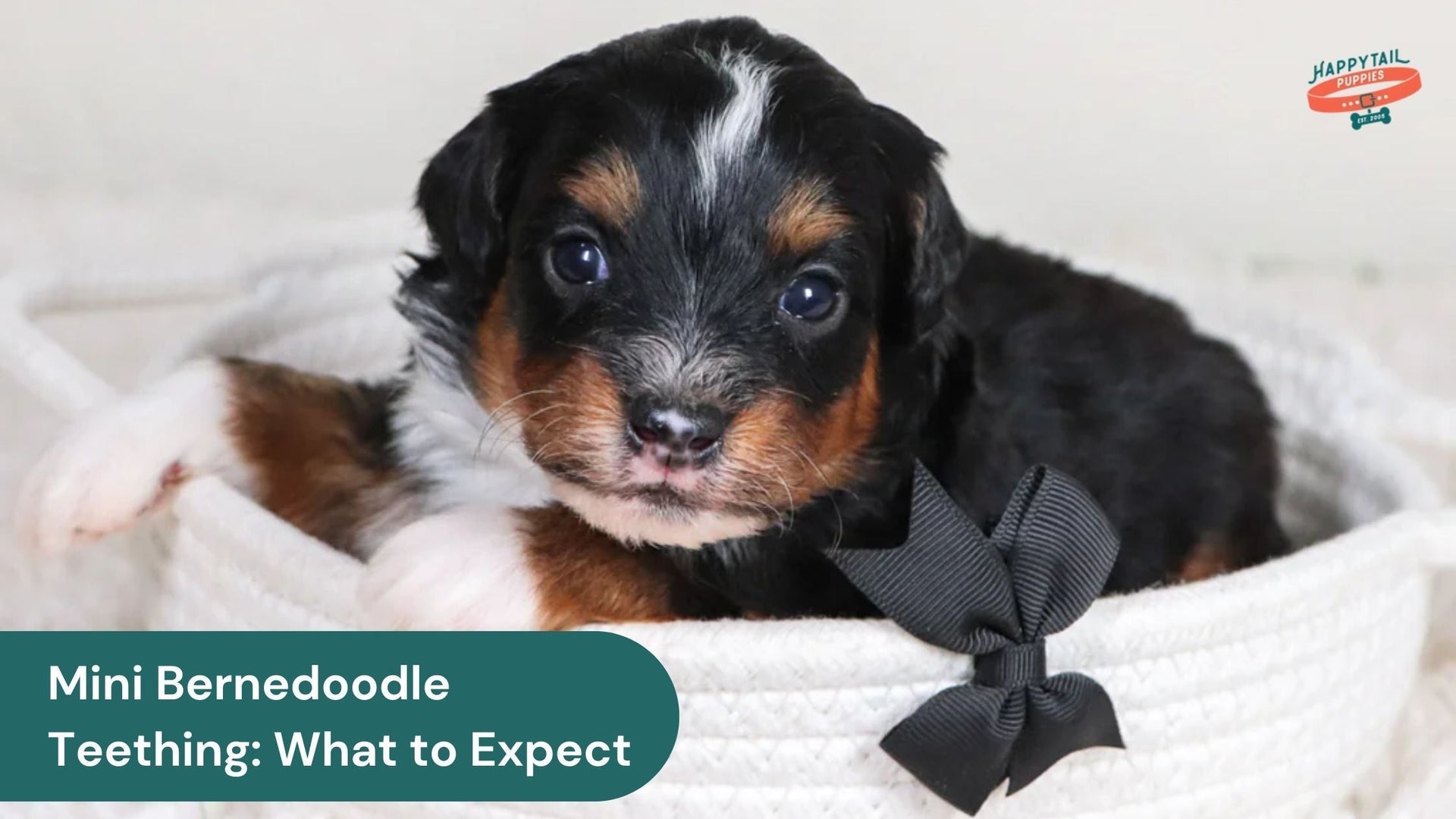 Mini Bernedoodle Puppy Teething: What to Expect and When It Ends