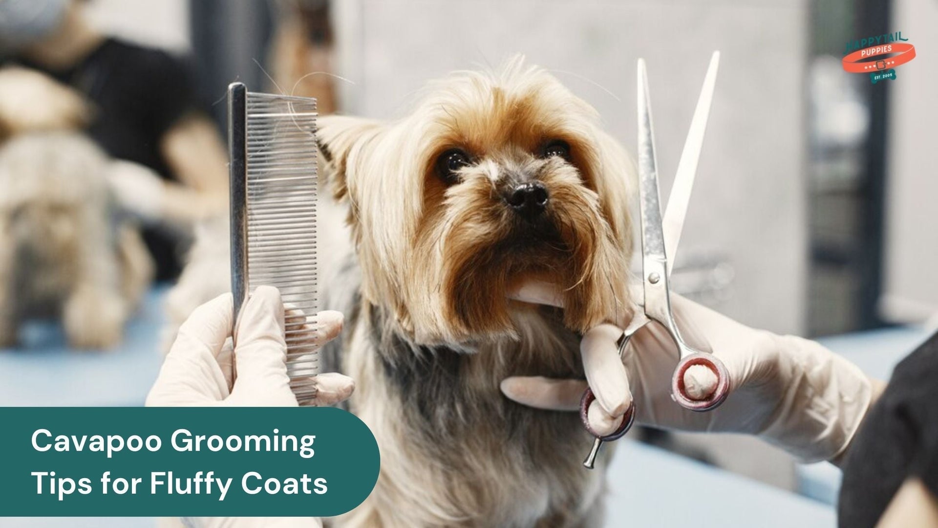 Cavapoo Puppies: Grooming Tips for Their Fluffy Coats