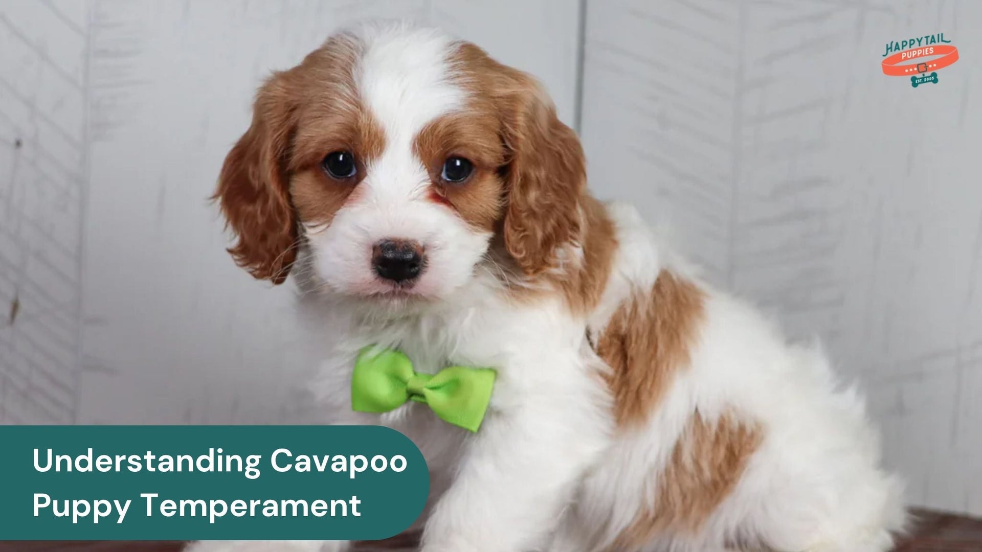 Understanding the Unique Temperament of Cavapoo Puppies