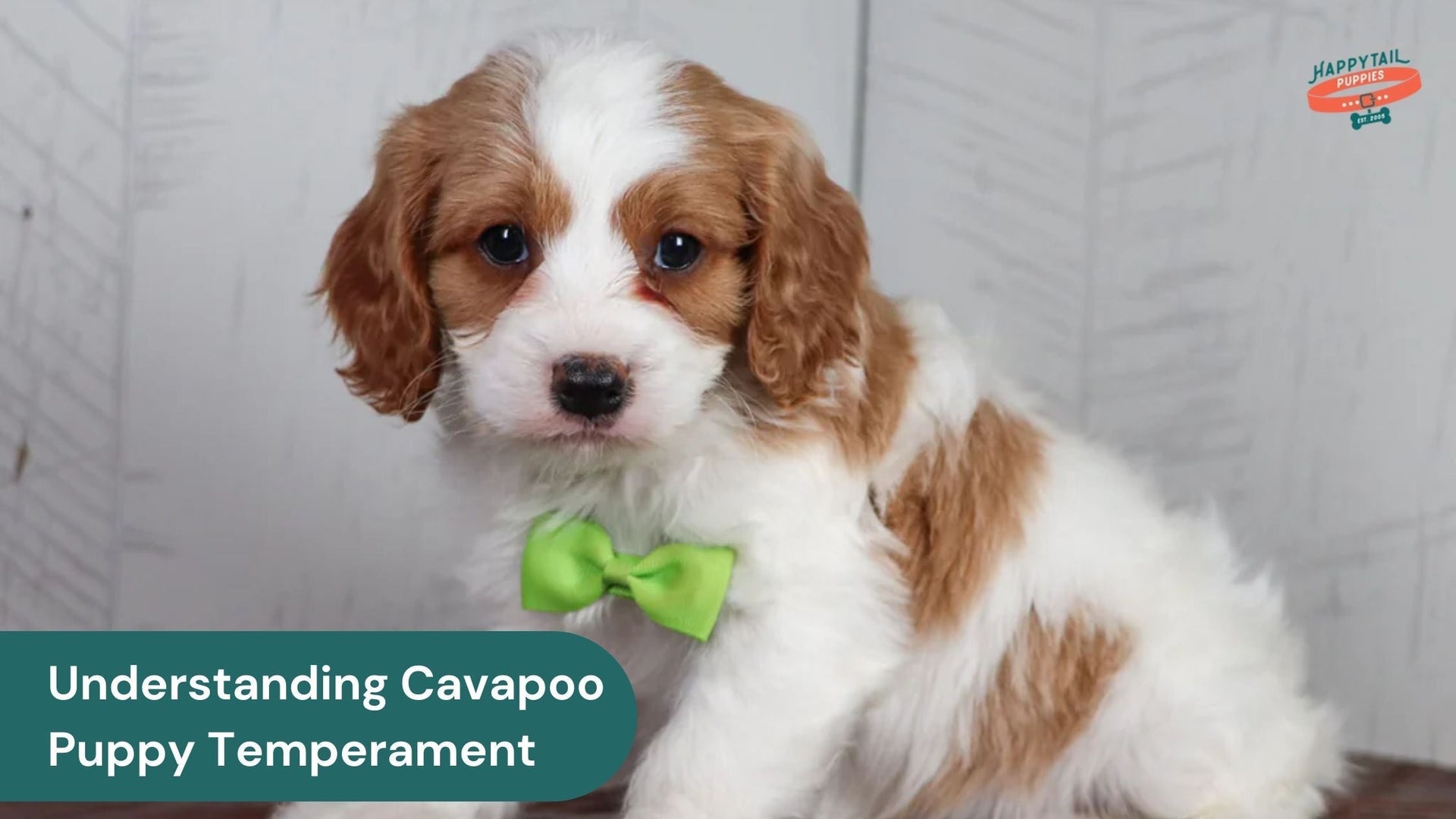 Understanding the Unique Temperament of Cavapoo Puppies