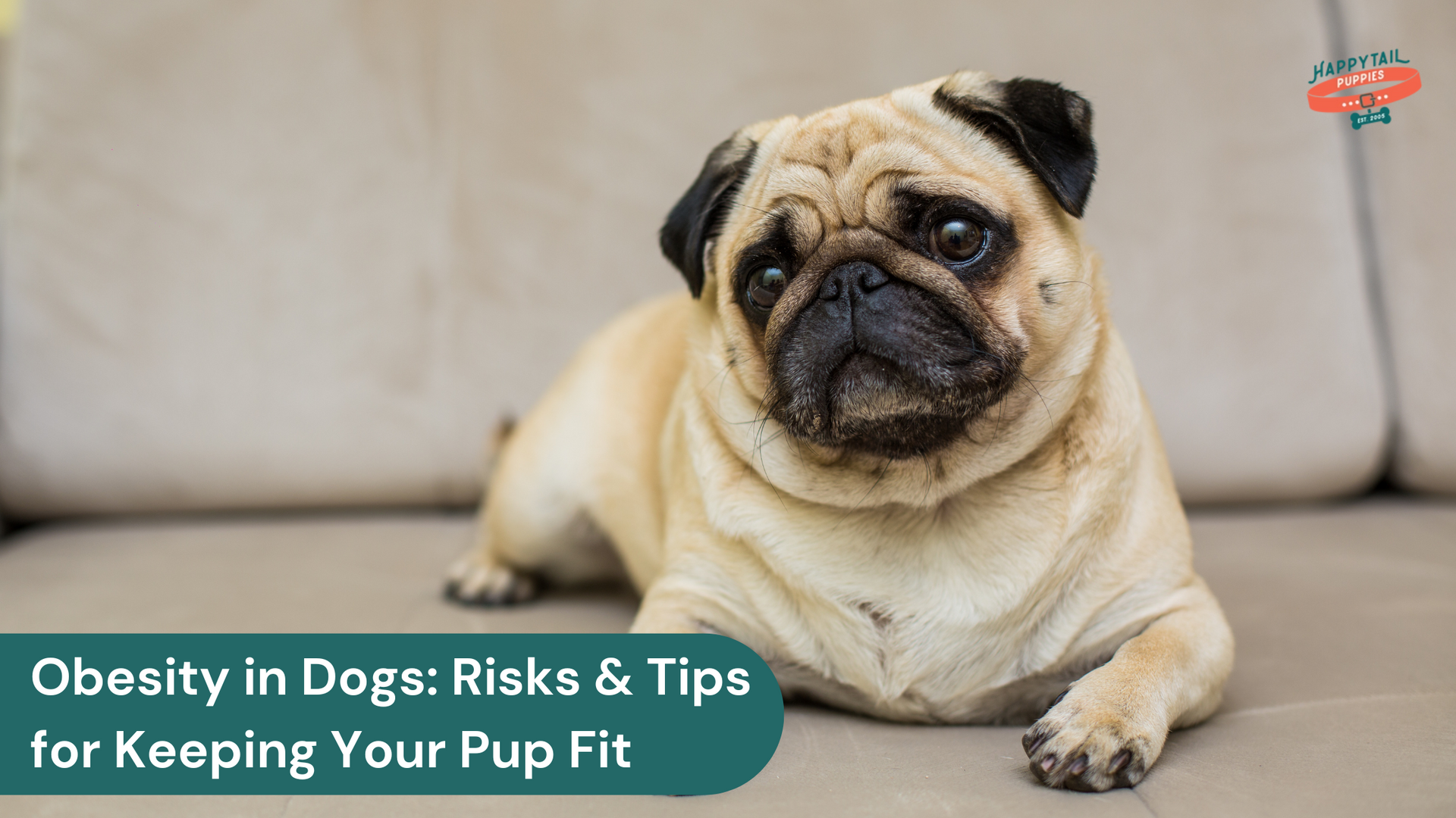 The Dangers of Obesity in Dogs and How to Keep Your Pup Fit