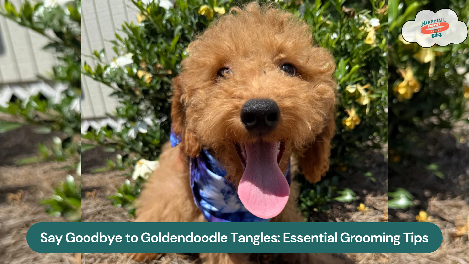 How to Groom a Goldendoodle: Essential Tips for Preventing Mats and Tangles