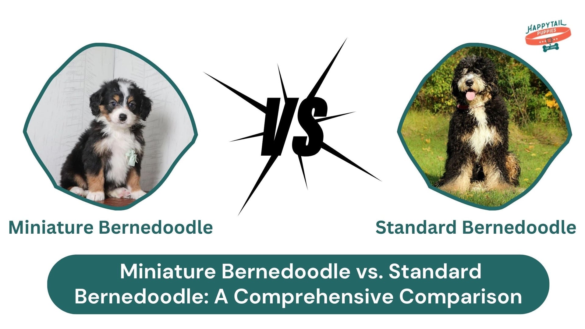 Miniature Bernedoodle vs. Standard Bernedoodle: A Comprehensive Comparison