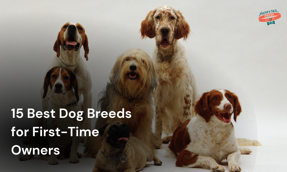 dog breeds for first time owners