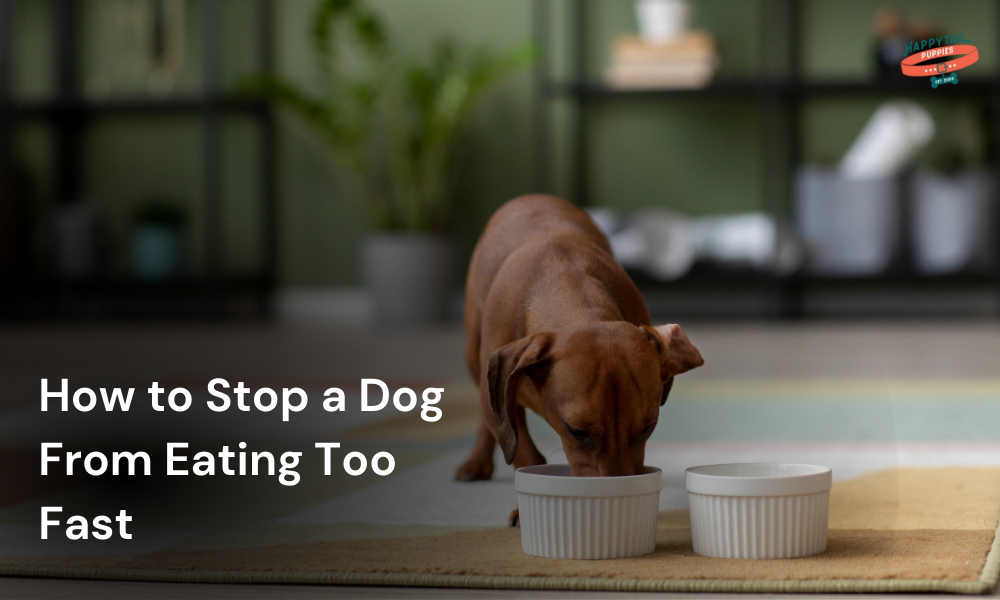 Dog Eating Fast