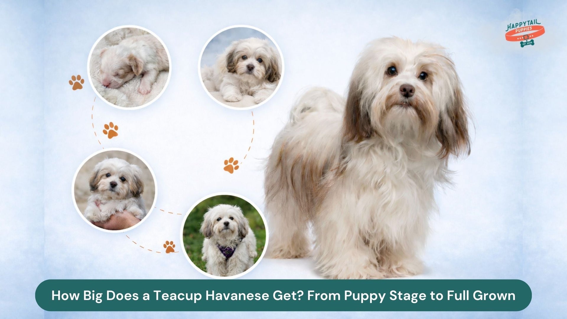 How Big Does a Teacup Havanese Get? From Puppy Stage to Full Grown