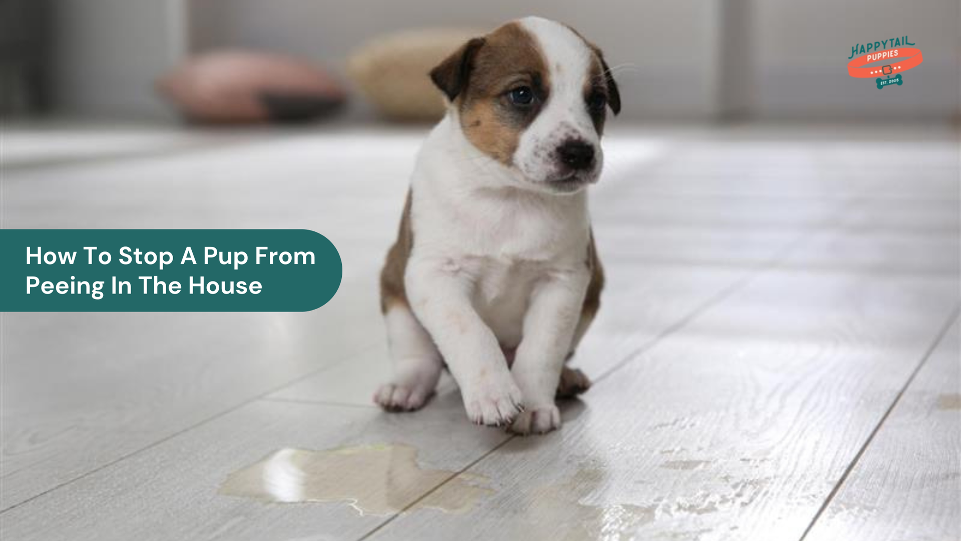 How To Stop A Pup From Peeing In The House