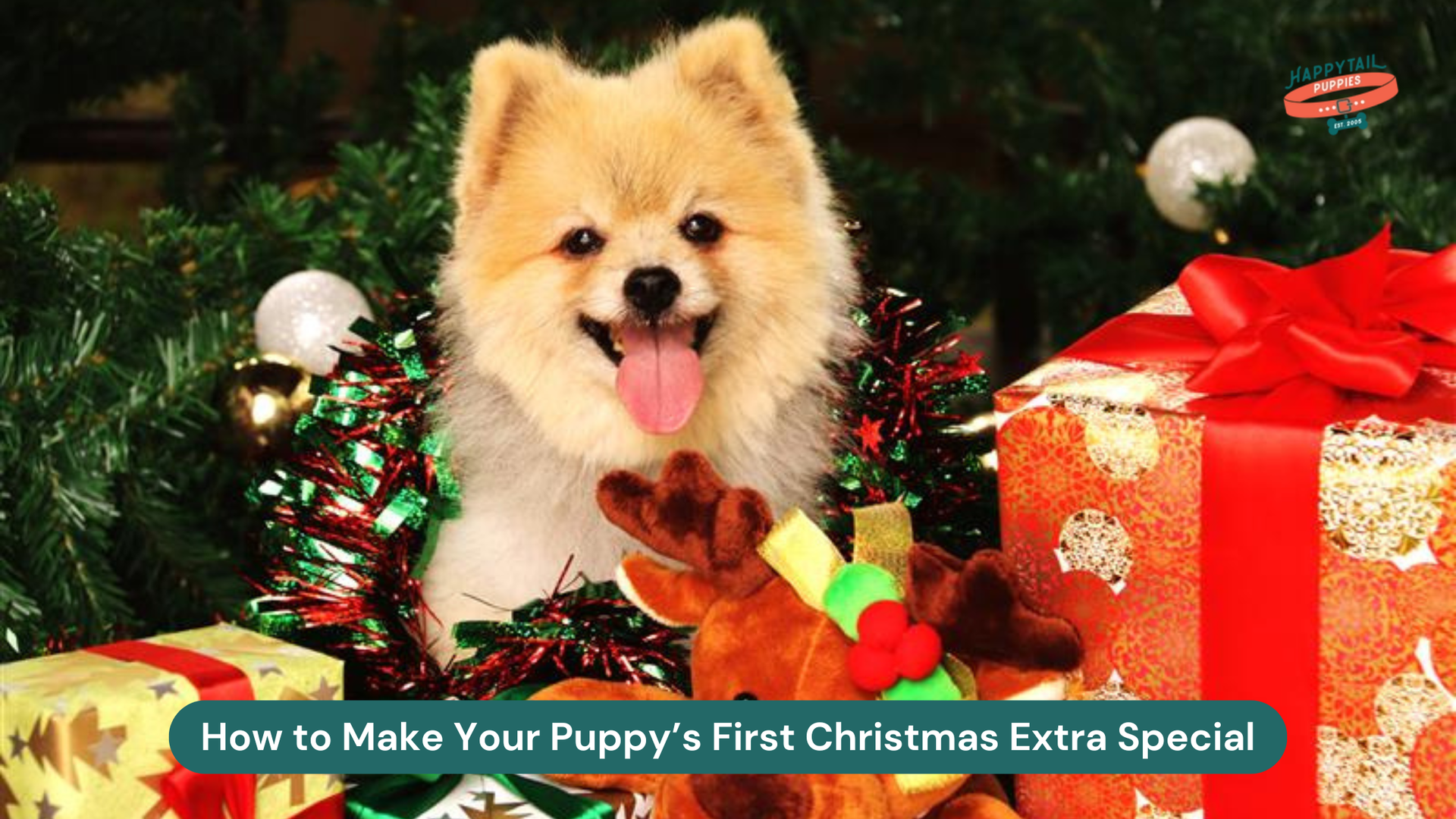 Puppy’s First Christmas