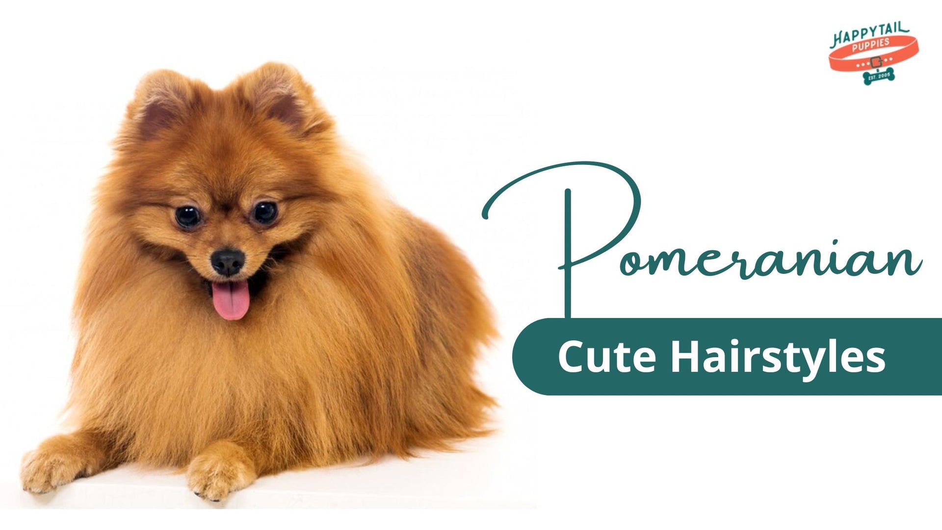 Pomeranian Cute Hairstyles