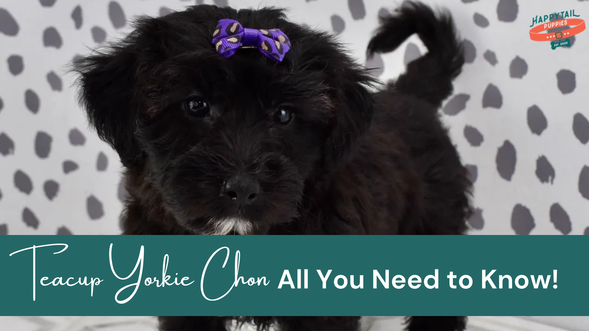 Teacup Yorkie Chon