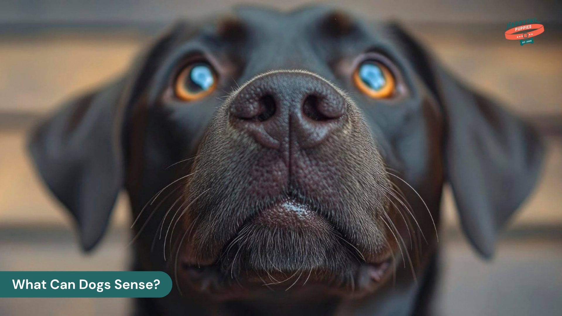 What Can Dogs Sense? 8 Surprising Things They Notice