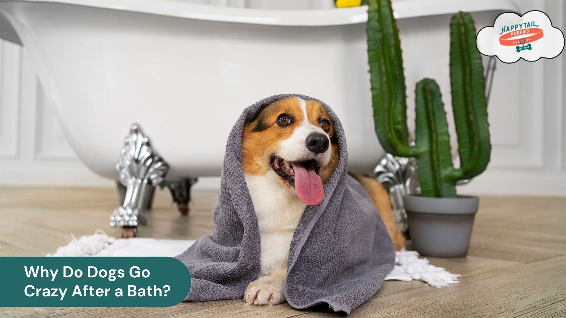 Why Do Dogs Go Crazy After a Bath?