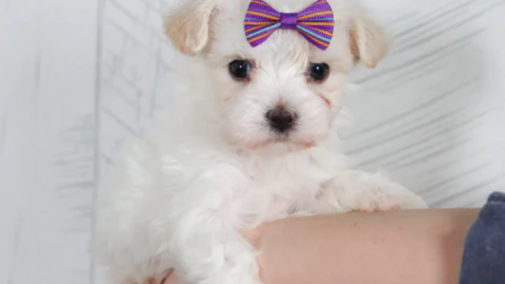 bichon frise puppies