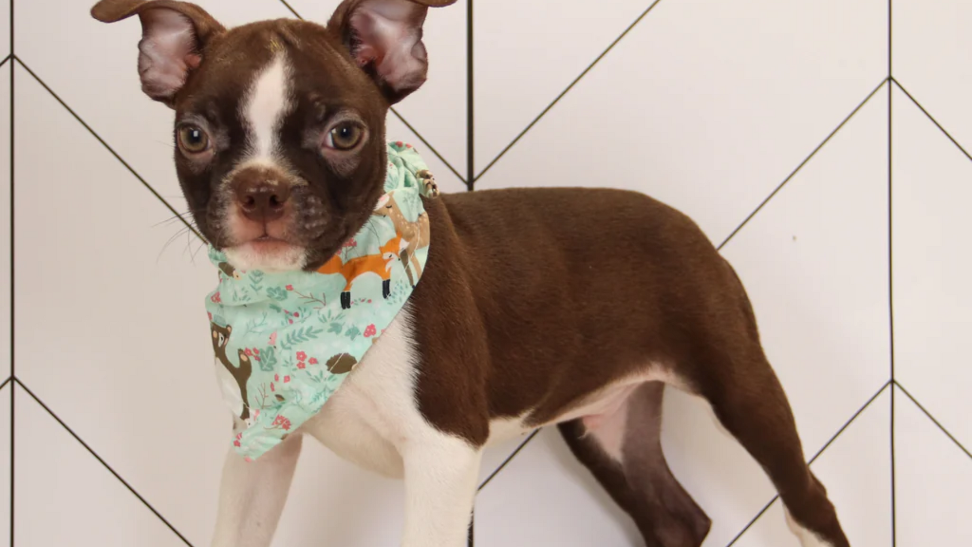 boston terrier puppy