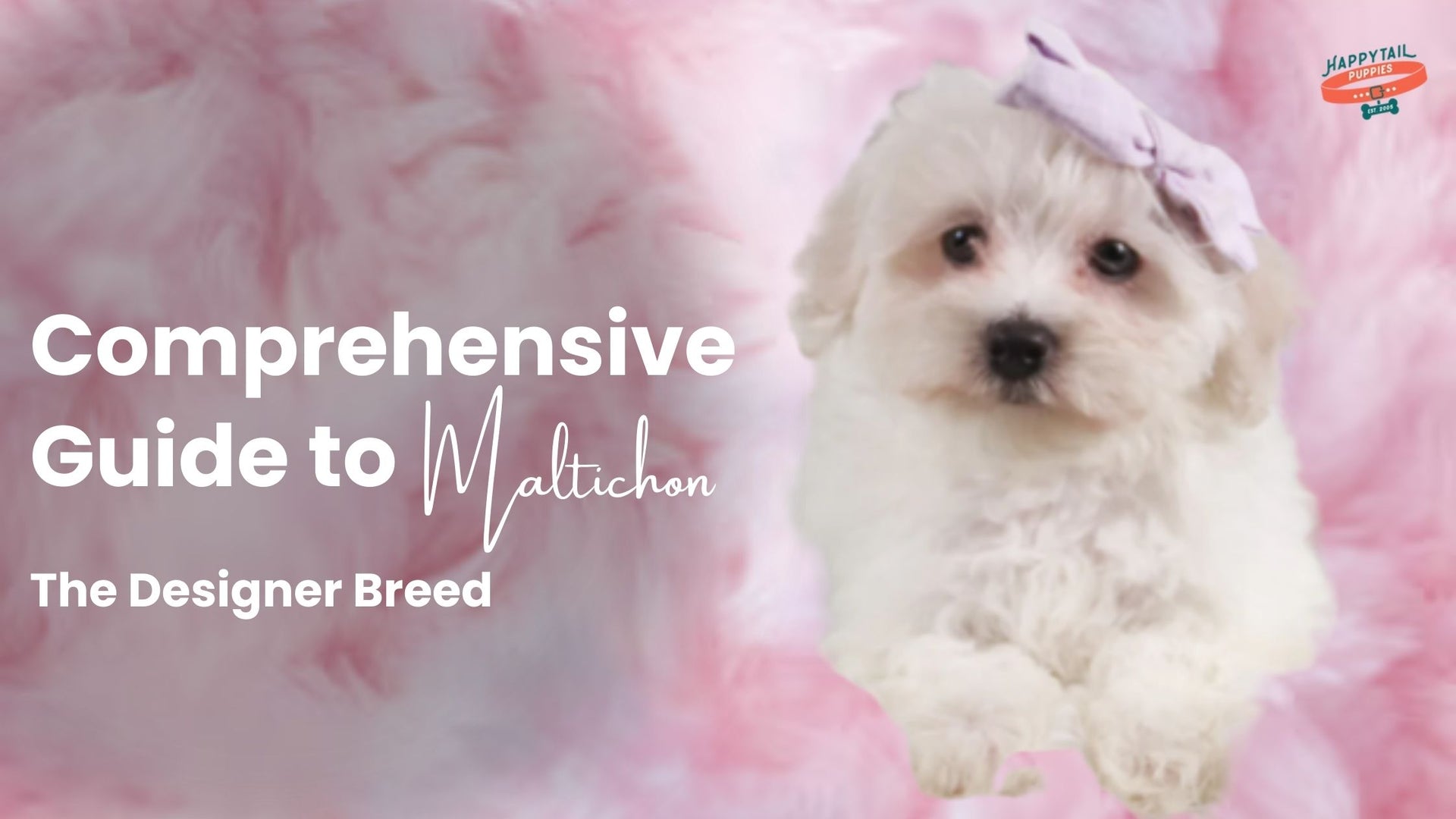 Comprehensive guide to Maltichon