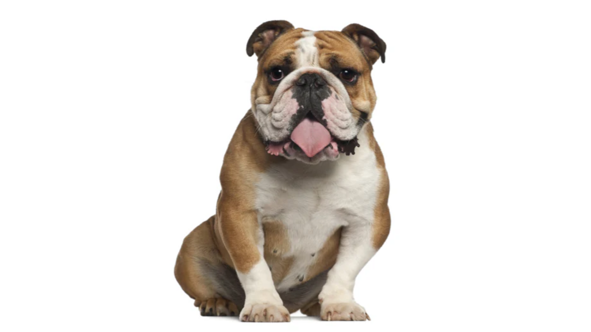 english bulldog house training