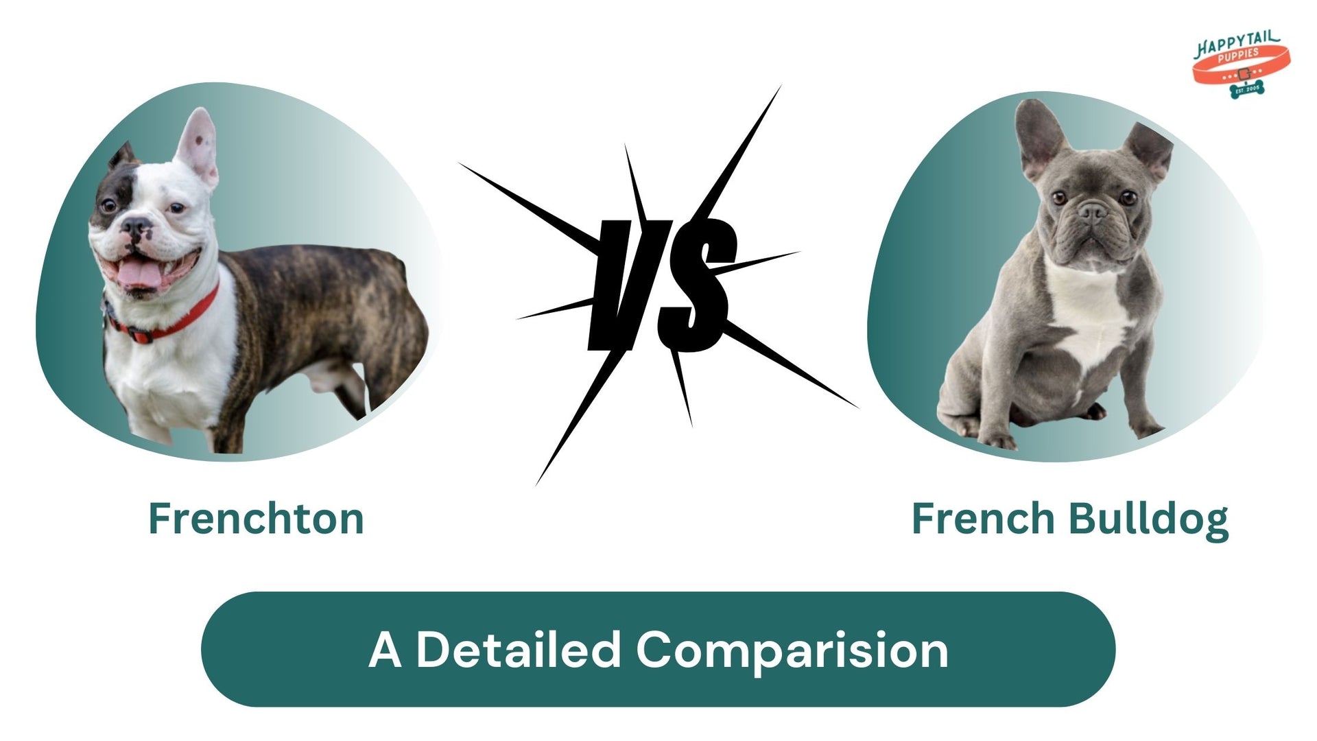 Frenchton Vs French Bulldog - Detailed Comparision