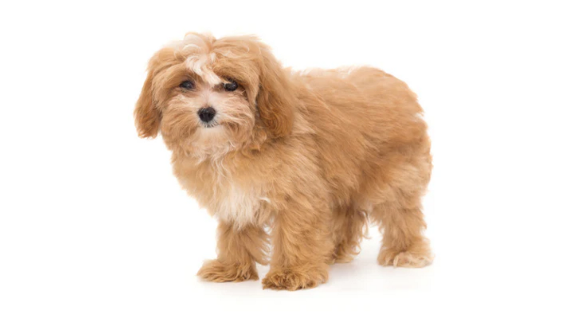 grooming miniature maltipoo puppy at home