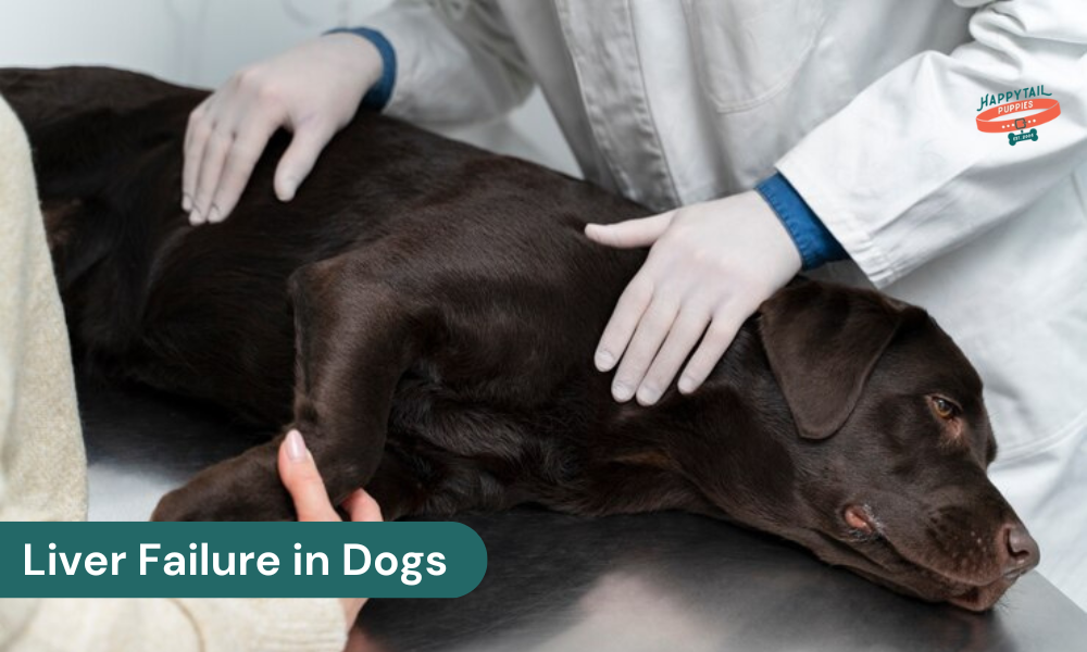 liver failure in dogs